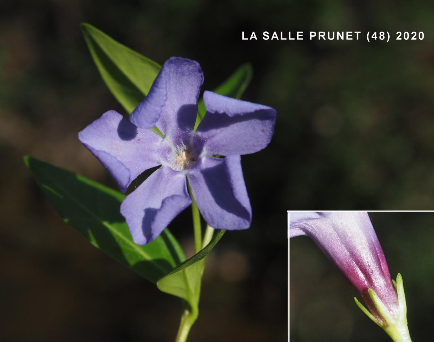 Periwinkle, Lesser flower